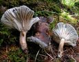 Hygrophorus camarophyllus